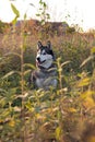 husky husky dog Ã¢â¬â¹Ã¢â¬â¹shot in natural conditions in sunlight